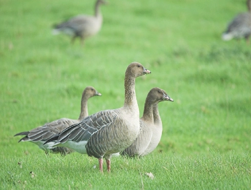 Pink-footed Goose